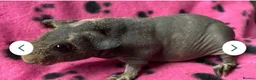 Guinea Pig rodents for sale: Skinny pigs for loving homes  - Advert 5