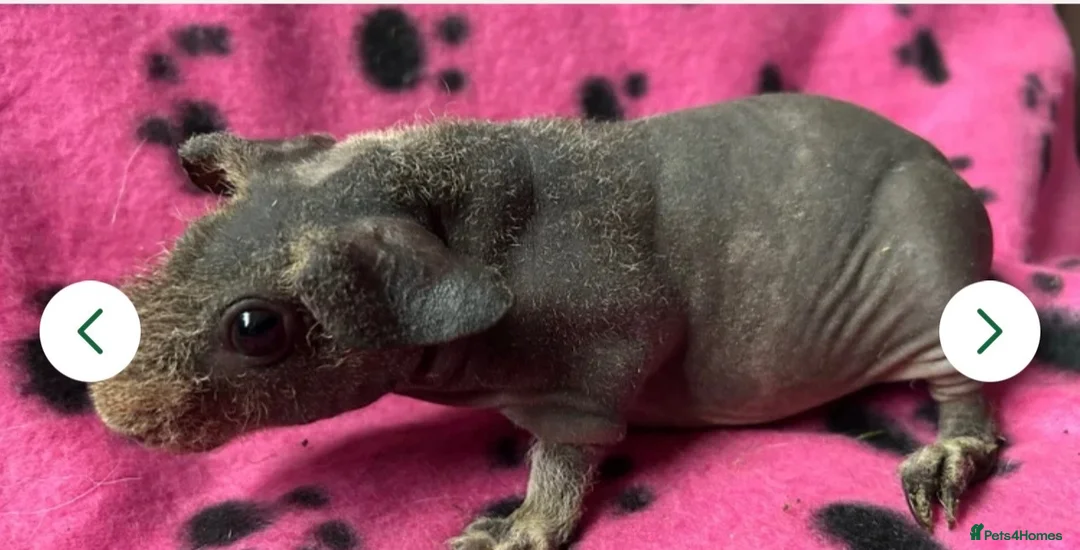 Guinea Pig rodents for sale: Skinny pigs for loving homes  - Advert 5