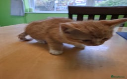 Mixed Breed cats for sale: 9 week old kittens available  - Image 15