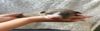 Puppy 4
