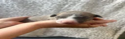 Whippet dogs for sale: Beautiful Blue & White Whippet Puppies in Stourport-on-Severn - Advert 7