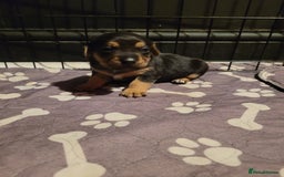 Jack Chi dogs for sale: Beautiful Jack Chi girls - Image 4