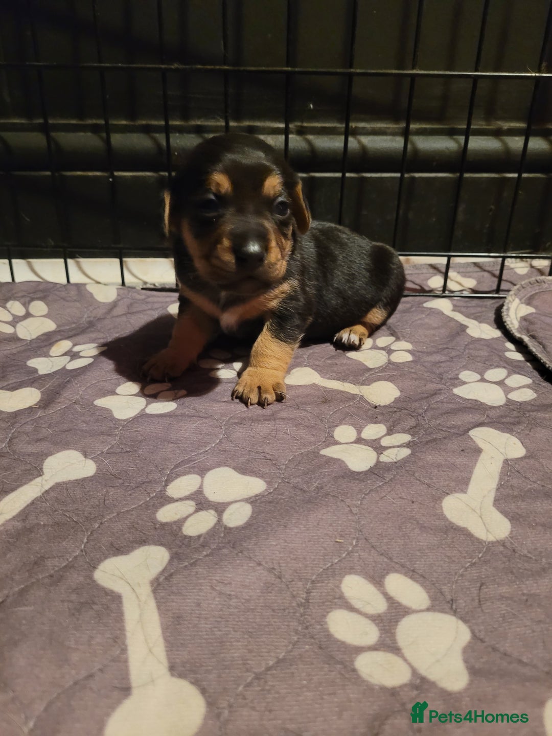 Jack Chi dogs for sale: Beautiful Jack Chi girls - Image 4