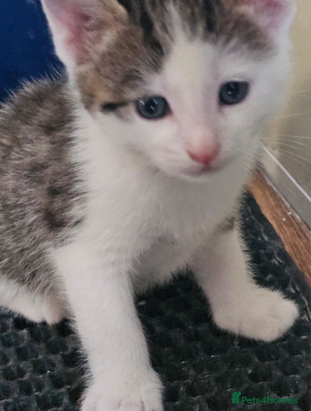 Mixed Breed cats for sale: 6 beautiful boys  - Image 17