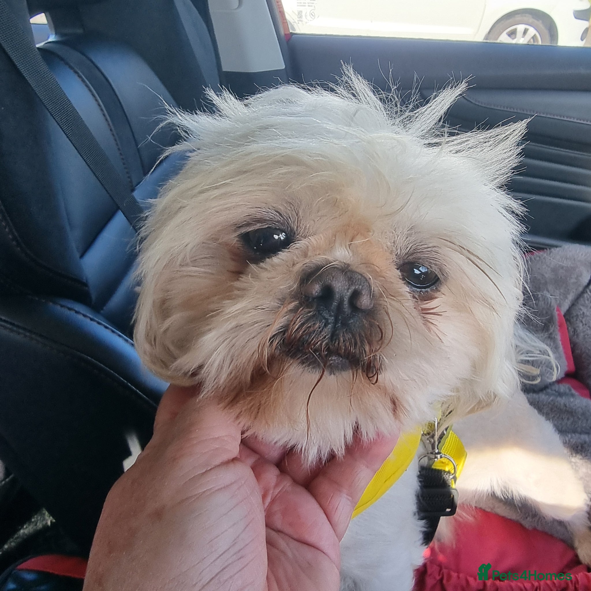 Shih Tzu dogs Now got his forever  mummy imperial white boy - Advert 1