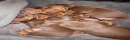Miniature Dachshund dogs for sale: KC Miniature Dachshund Puppies for sale - Advert 12