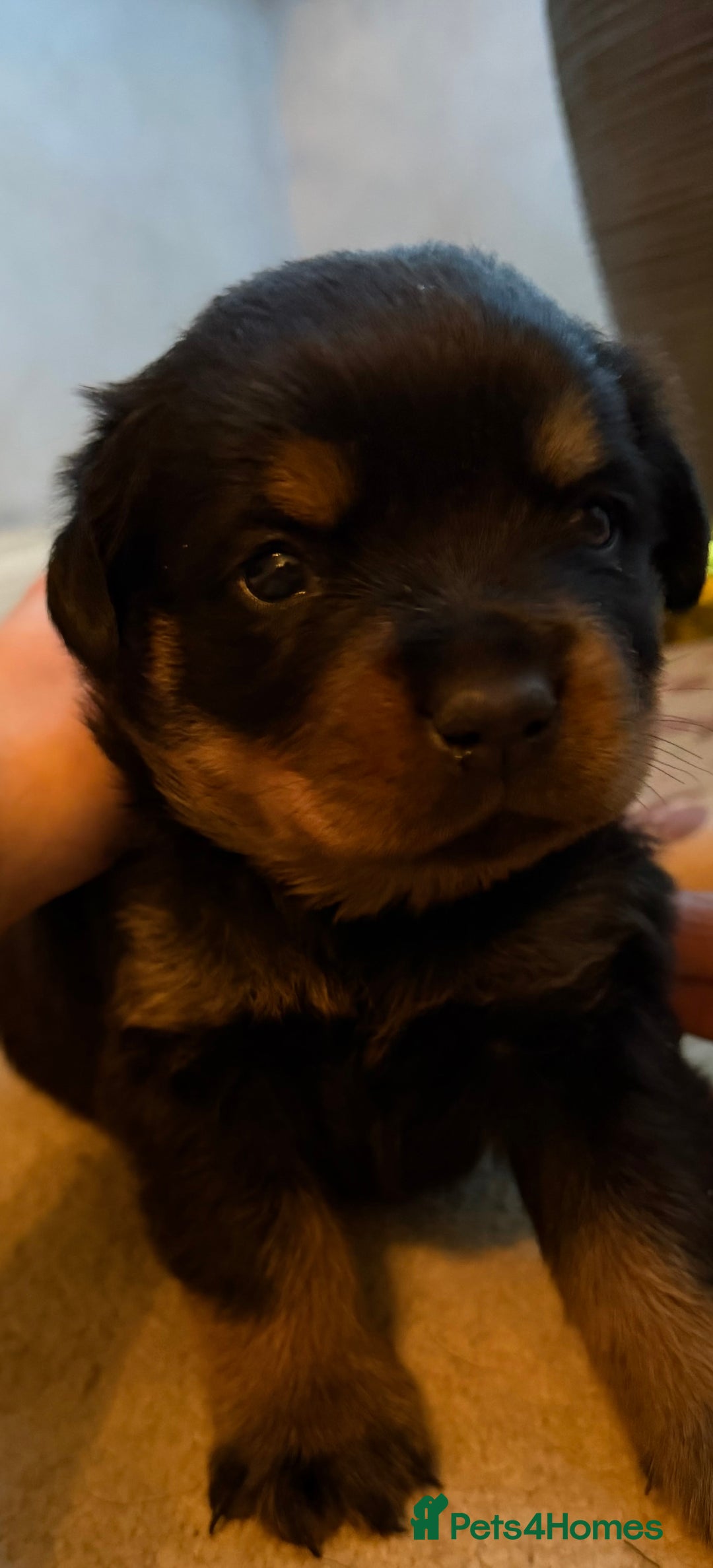Rottweiler dogs for sale: KC Registered Rottweiler Puppies - Advert 2