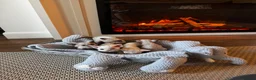 Devon Rex cats for sale: Exceptional FIFe Registered Devon Rex Kittens - Advert 13