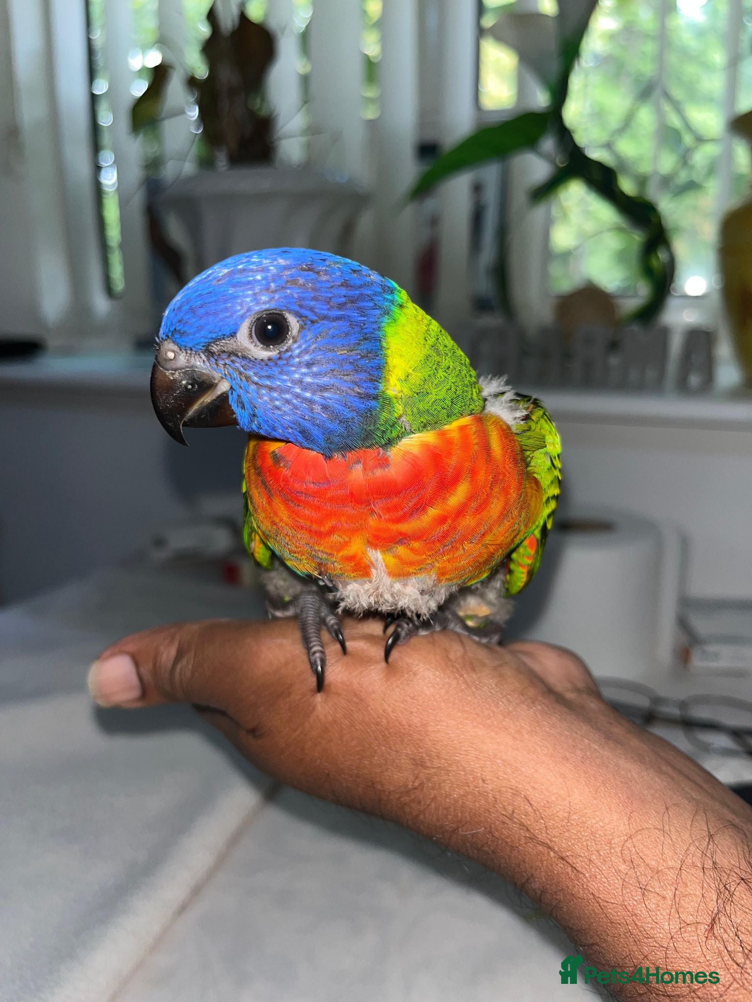 Lorikeets birds Baby Rainbow Lorikeet For Sale - Advert 3