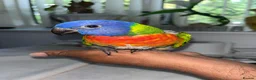Lorikeets birds for sale: Baby Rainbow Lorikeet For Sale - Advert 1