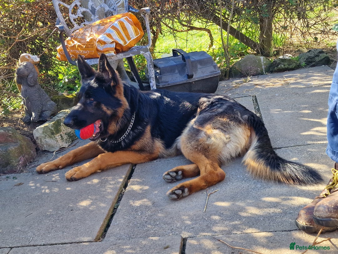 German Shepherd dogs for stud: German Shepherd - for stud - Image 3