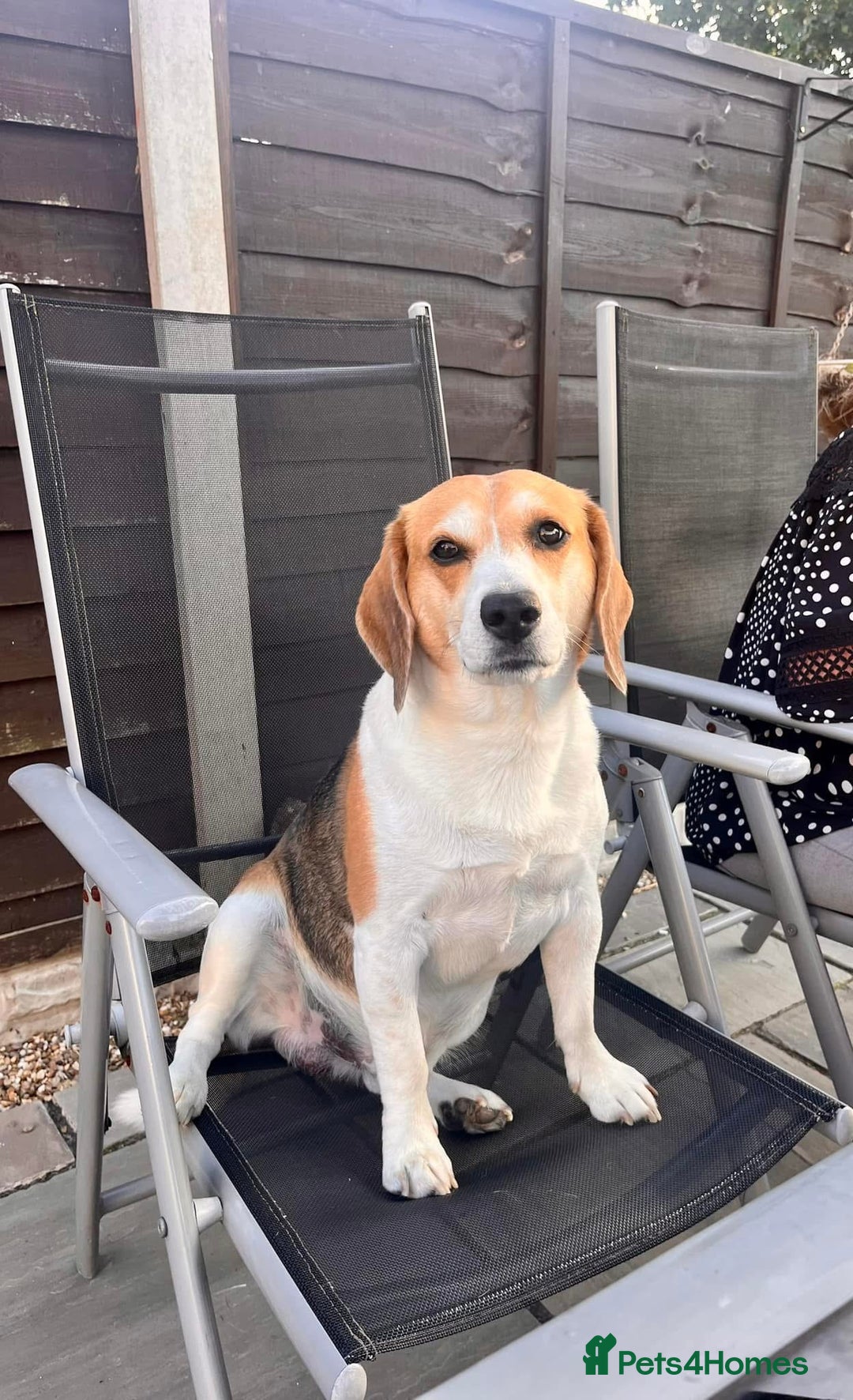 Beagle dogs for sale: Two beautiful beagles  - Advert 4