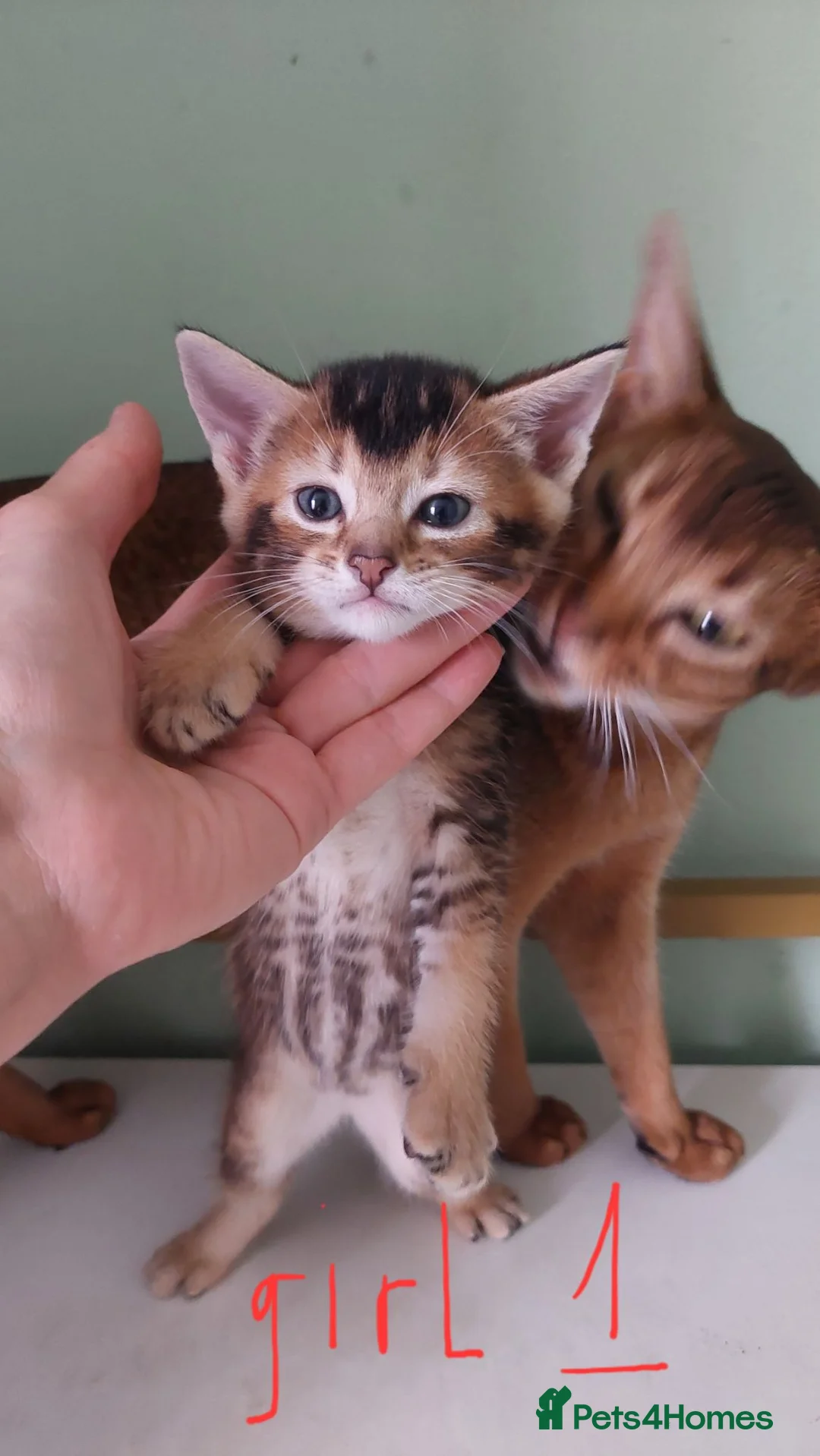 Mixed Breed cats for sale: Mixed abyssinian breed  in London - Advert 1