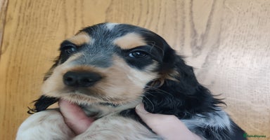 Cocker Spaniel dogs in Driffield - Advert 5