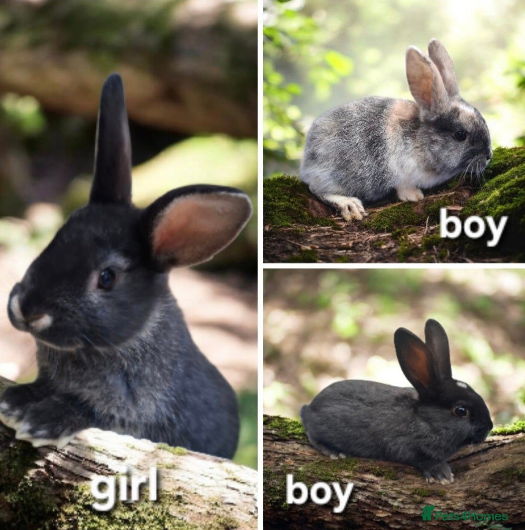 Mixed Breed rabbits Lovely baby rabbits - Advert 20