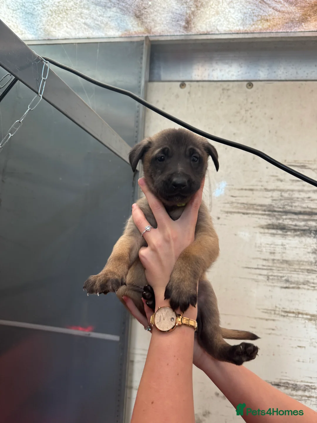 Belgian Shepherd Dog dogs for sale: Gorgeous Belgian Malinois Puppies - Advert 12