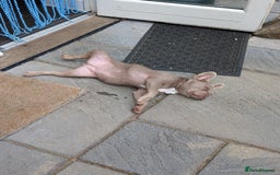 French Bulldog dogs for sale: French bulldog pup - Image 4