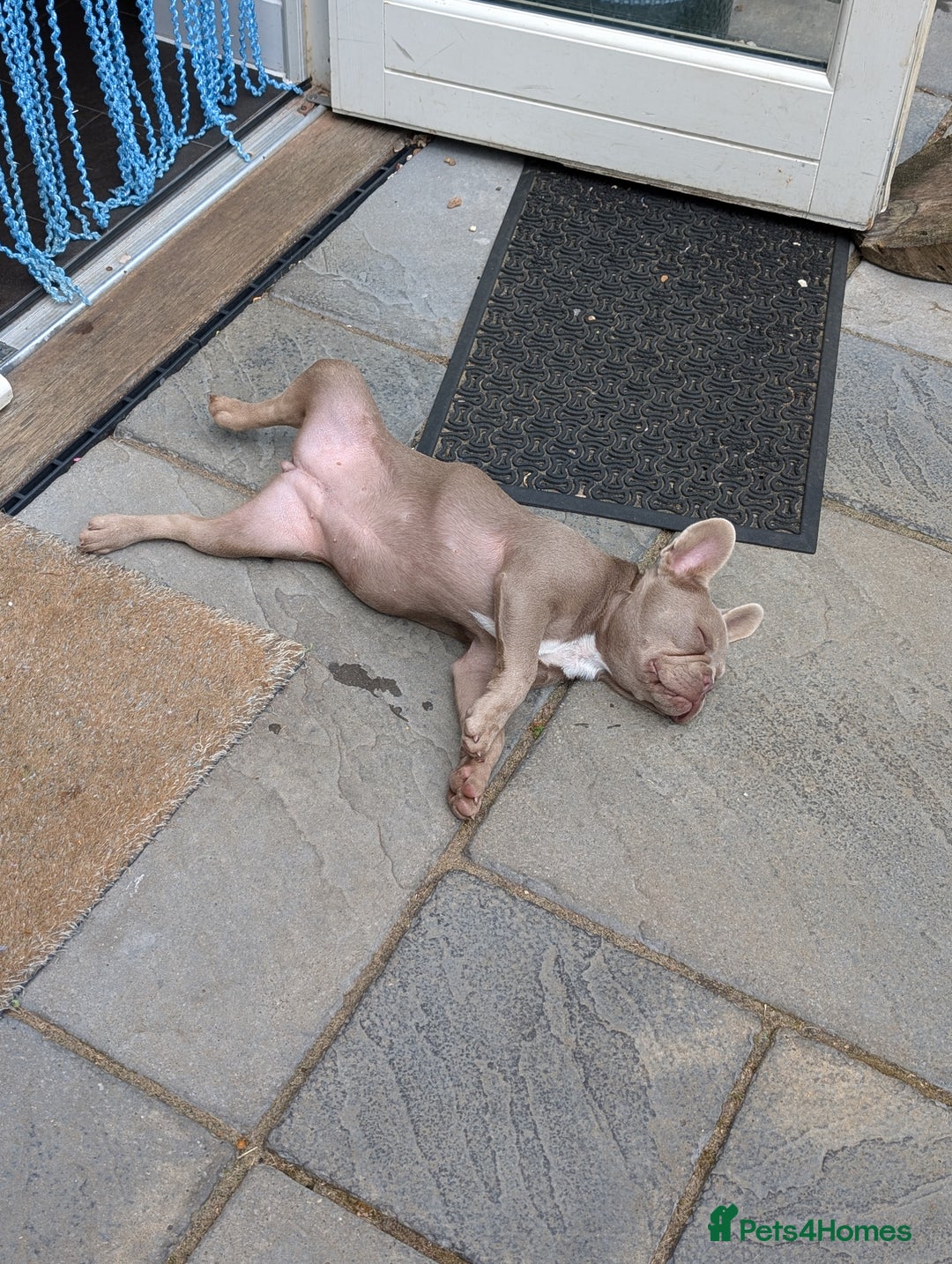 French Bulldog dogs for sale: French bulldog pup - Image 4