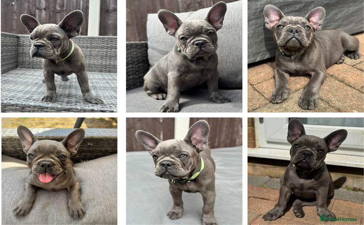 French Bulldog dogs in Walton-on-Thames - Advert 1