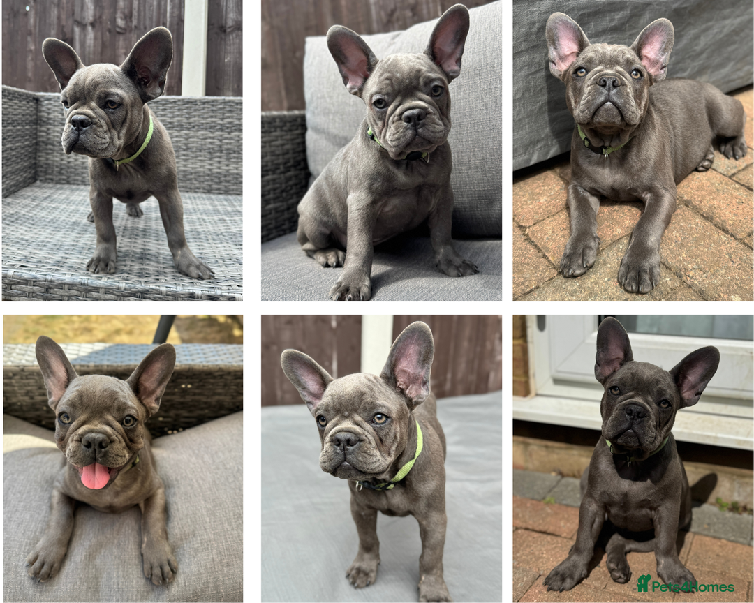 French Bulldog dogs for sale: French Bulldog Puppies with 3 Vaccines Included in Walton-on-Thames - Image 4