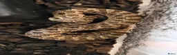 Snake reptiles for sale: Royal Pythons, Boa, Olive python Hoggies, Tortoise in Andover - Advert 17