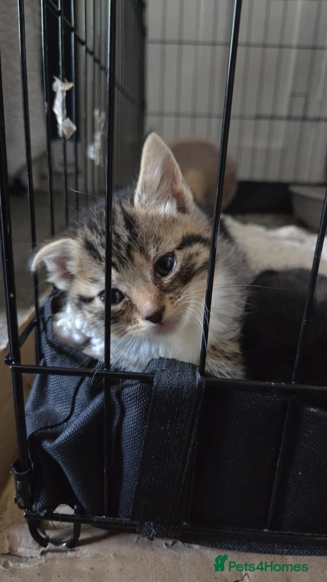 Mixed Breed cats for sale: Bengal maincoon mix - Advert 2