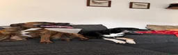 Mixed Breed dogs for sale: Max&Milo - Advert 3