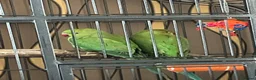 Ringnecks birds for sale: 2 Indian ringnecks in Wolverhampton - Advert 1