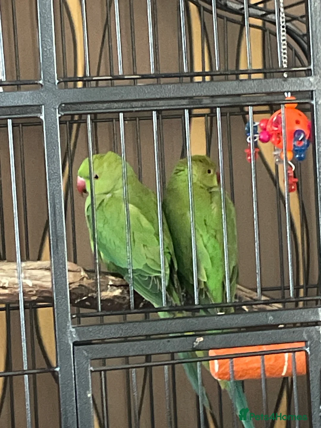 Ringnecks birds for sale: 2 Indian ringnecks in Wolverhampton - Advert 1