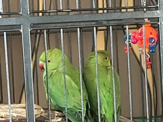 Ringnecks birds 2 Indian ringnecks - Advert 8