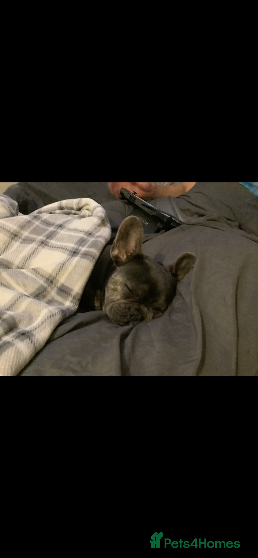 French Bulldog dogs for sale: French Bulldog - Image 4