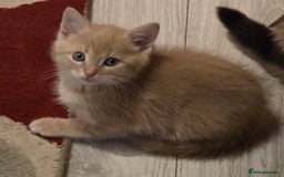 Ragdoll cats for sale: Sealpoint x kittens - Image 13