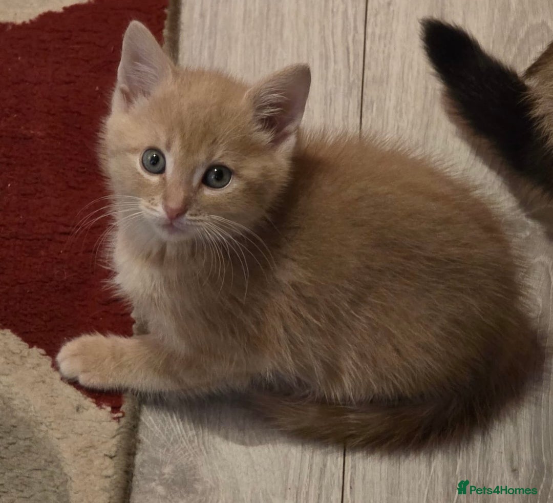 Ragdoll cats for sale: Sealpoint x kittens - Image 13