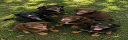 Cocker Spaniel dogs for sale: Cocker spaniel puppies in Cambridge - Advert 3