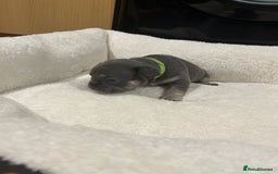 French Bulldog dogs for sale: 5⭐️ french bulldog pups 🐾 - Image 18
