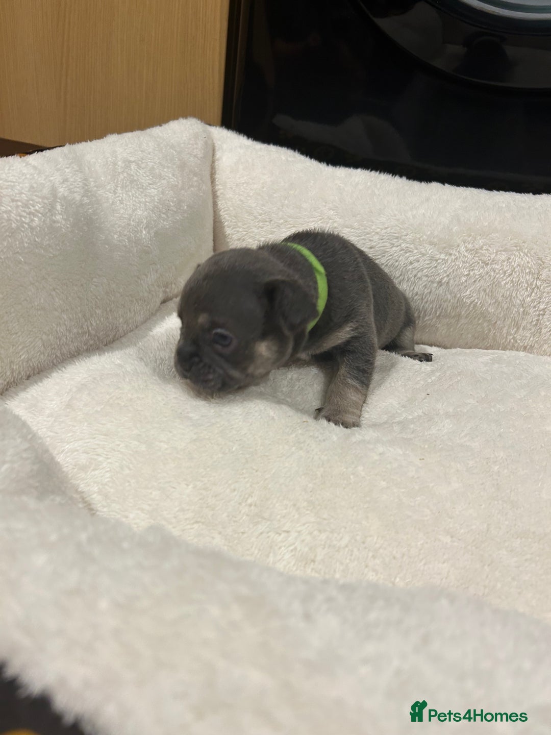 French Bulldog dogs for sale: 5⭐️ french bulldog pups 🐾 - Image 18