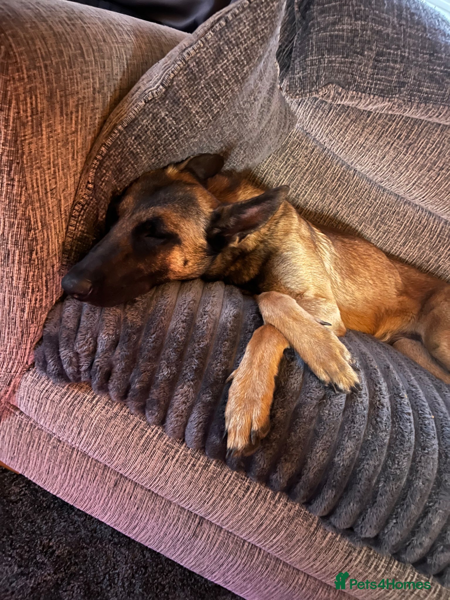 Belgian Shepherd Dog dogs for sale: Gorgeous Malinois Puppies ‼️ - Advert 10