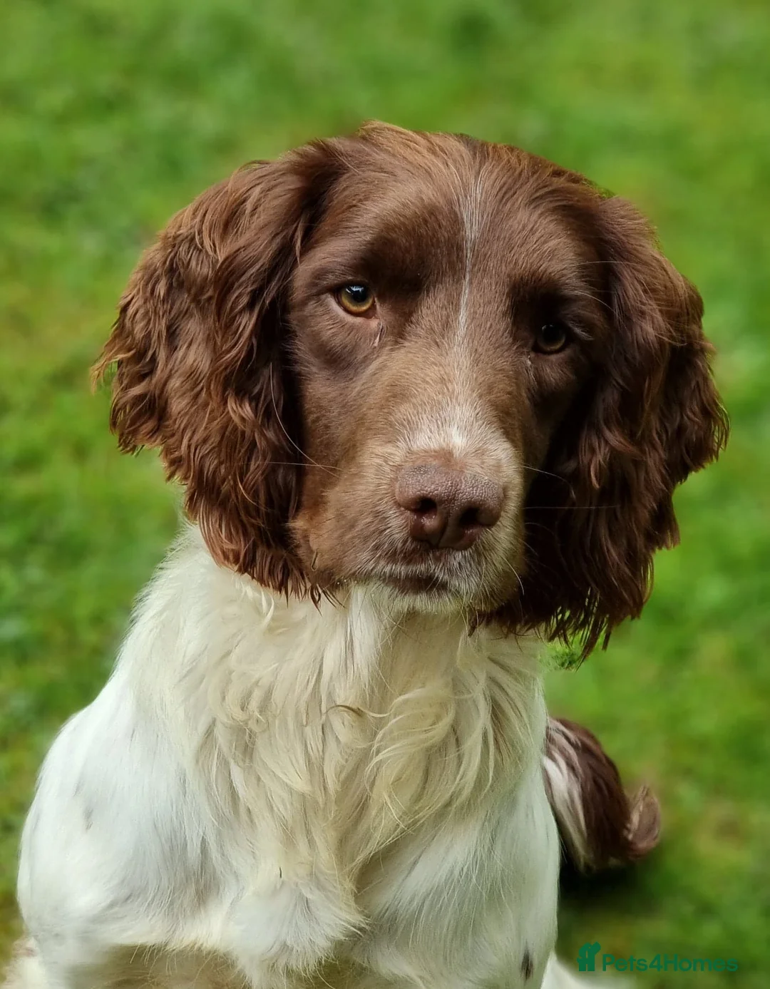 English Springer Spaniel dogs for stud: Springer Dog at Stud  in Alford - Advert 4