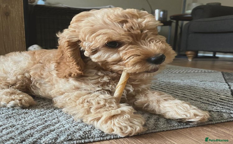 Cockapoo dogs - Advert 1