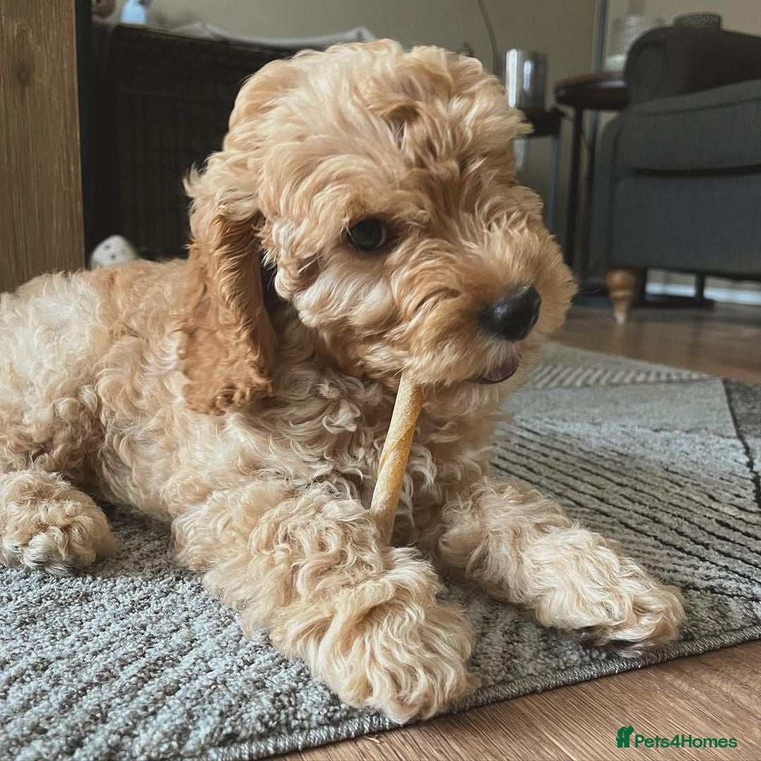 Cockapoo dogs for sale: Beautiful Smart Cockapoo Puppy Ready - Image 1