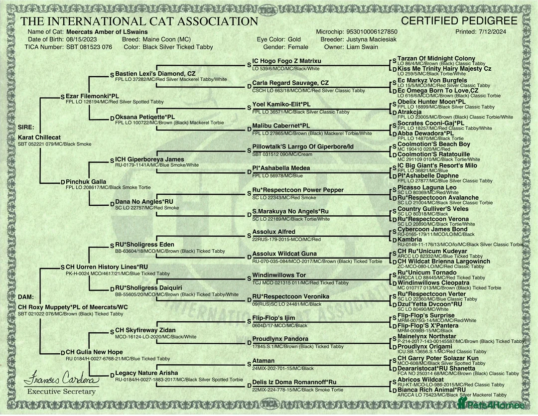 Maine Coon cats for sale: Maine Coon Kittens - Advert 2