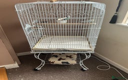 Budgerigars birds for sale: Various Budgies for sale.  - Image 4