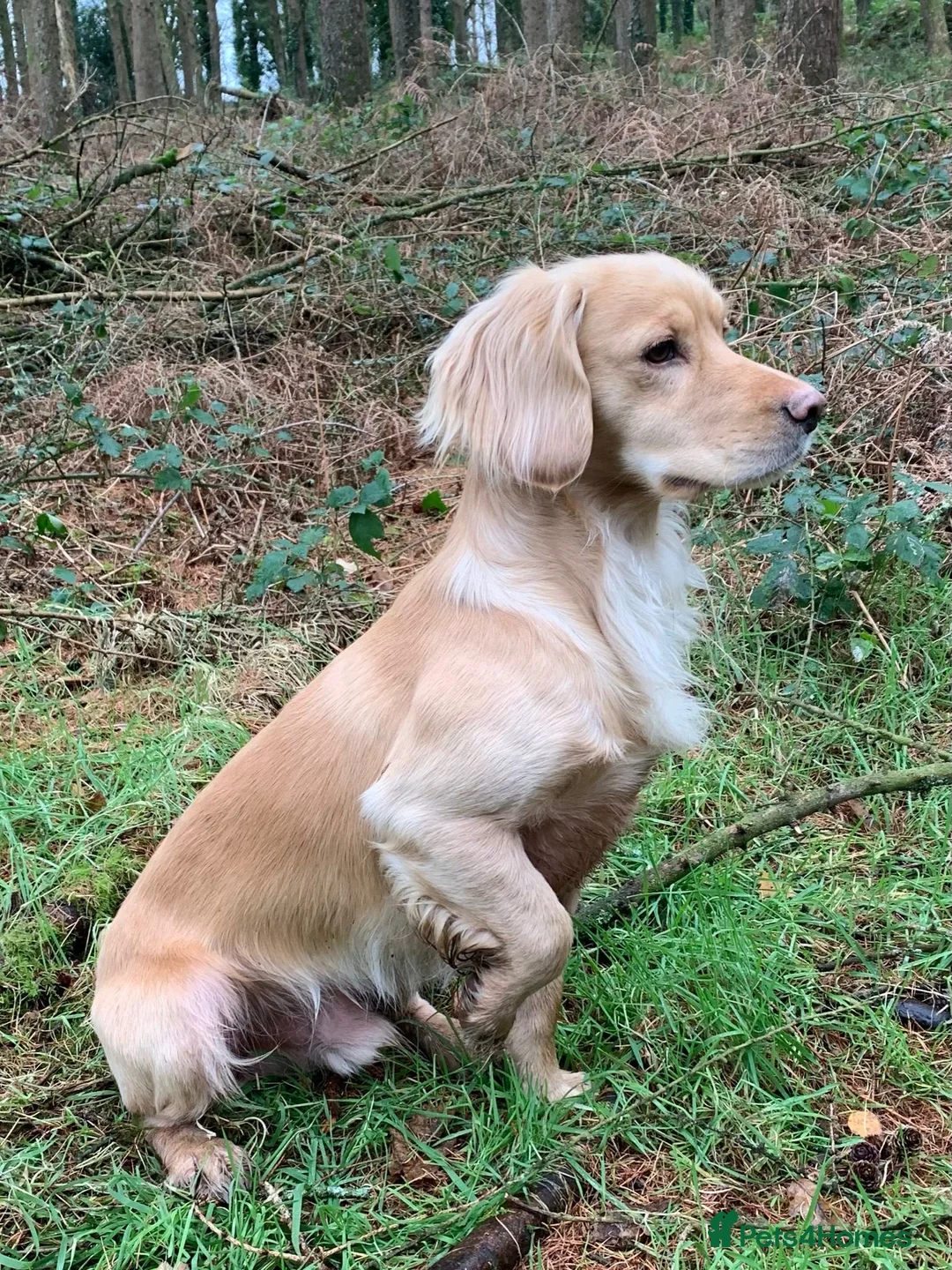 Cocker Spaniel dogs for sale: Stunning LEMON KC Reg Working Cocker Spaniel pups - Advert 15