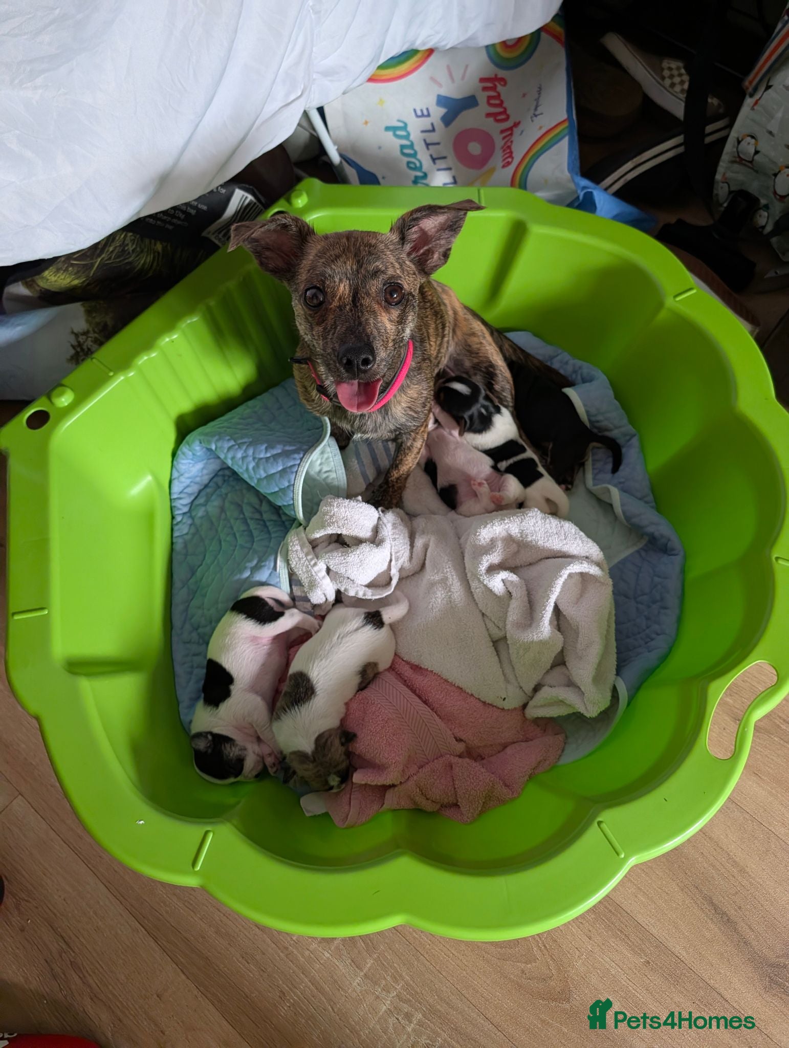 Mixed Breed dogs Mixed Breed Puppies  - Advert 6