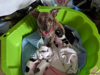 Mixed Breed dogs Mixed Breed Puppies - Advert 7