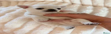 Chihuahua 1