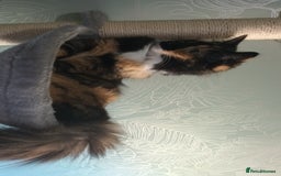 British Longhair cats for sale: Calico kitty for sale - Bella - Image 4