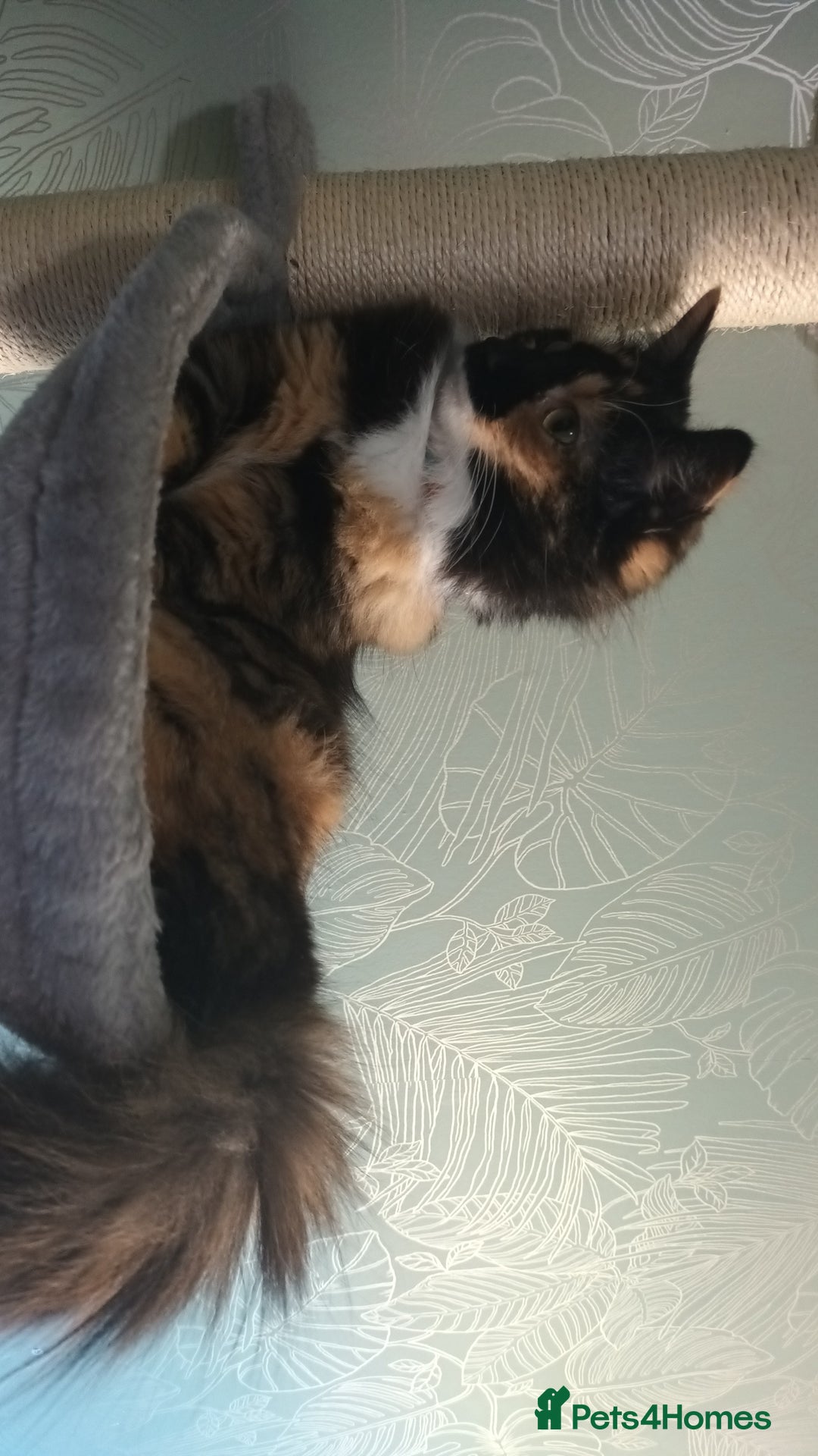 British Longhair cats for sale: Calico kitty for sale - Bella - Image 4