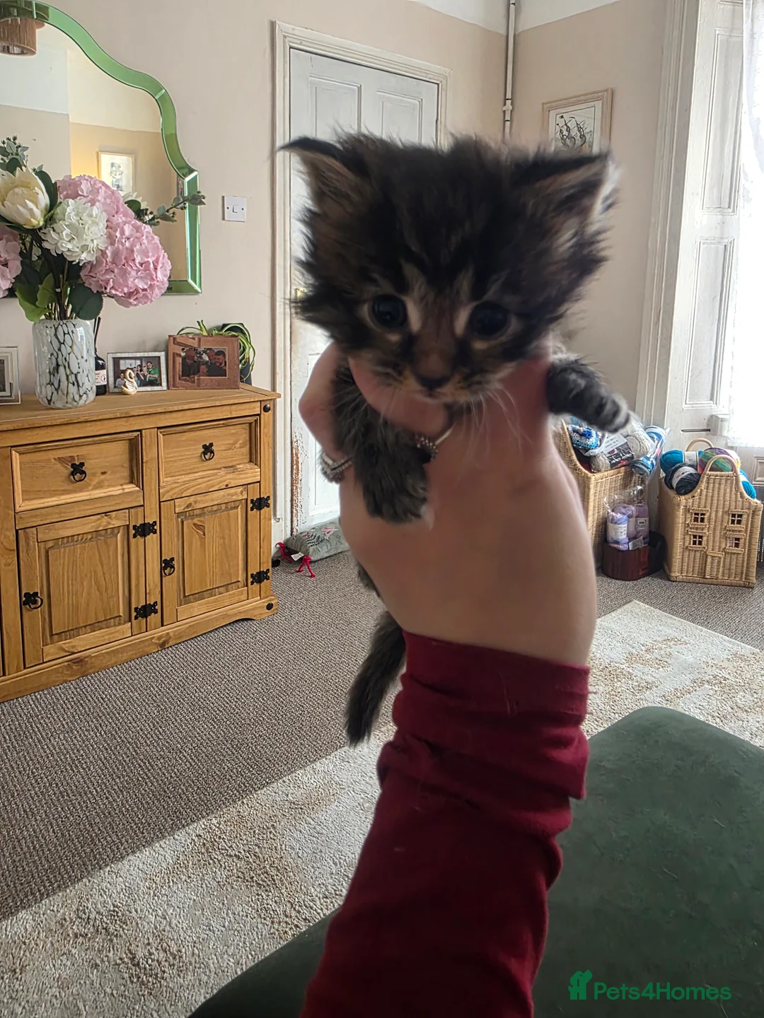 Maine Coon cats for sale: Maine Coon Kittens - Advert 8