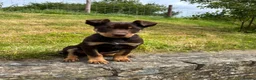 Australian Kelpie dogs for sale: Last 2 Vaccinated Australian Kelpie Puppies - Advert 27